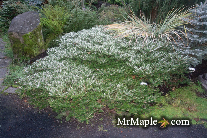 - Abies koreana 'Green Carpet' Spreading Korean Fir - Mr Maple │ Buy Japanese Maple Trees