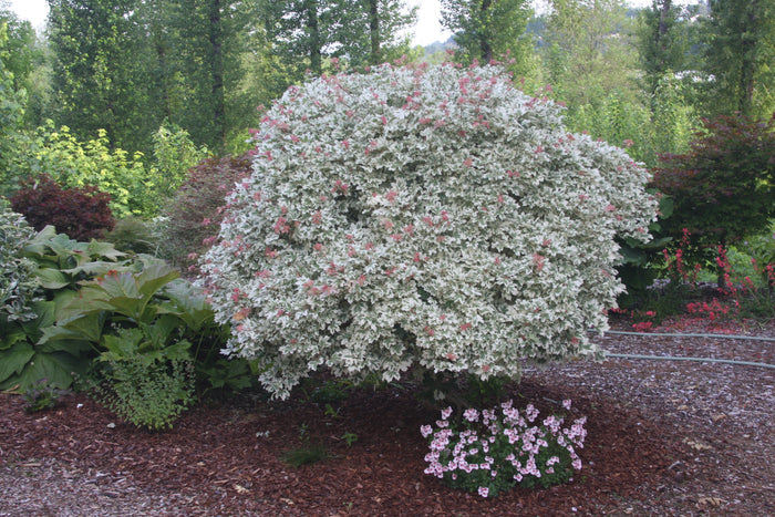 - Acer campestre 'Carnival' White Variegated Maple - Mr Maple │ Buy Japanese Maple Trees