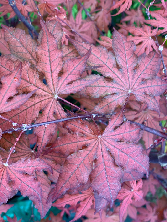 - Acer palmatum 'Black Hole' Japanese Maple - Mr Maple │ Buy Japanese Maple Trees