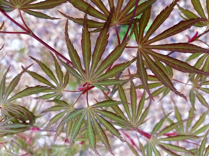 - Acer palmatum 'Orange Flame' Great Fall Color Japanese Maple - Mr Maple │ Buy Japanese Maple Trees