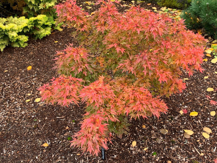 - Acer palmatum 'Ryugu' Dwarf Japanese Maple - Mr Maple │ Buy Japanese Maple Trees