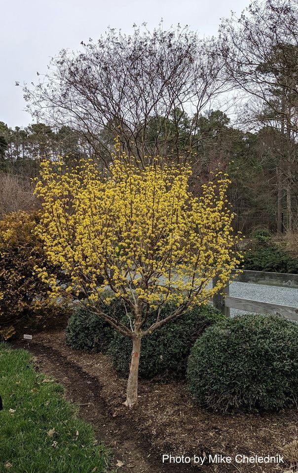- Cornus officinalis 'Kintoki' Yellow Flowering Cornelian Cherry Dogwood - Mr Maple │ Buy Japanese Maple Trees