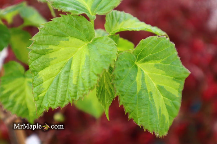 - Davidia involucrata 'Lady Dahlia' Variegated Dove Tree - Mr Maple │ Buy Japanese Maple Trees