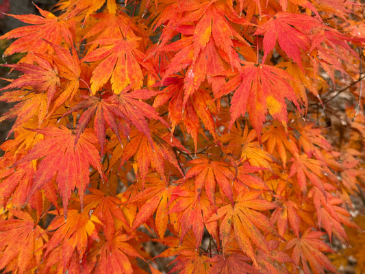 Acer shirasawanum 'Royalty' Red Full Moon Japanese Maple