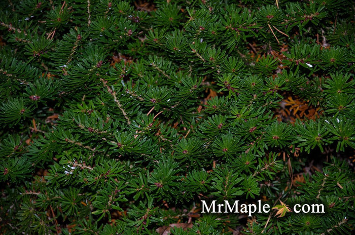 - Abies koreana 'Green Carpet' Spreading Korean Fir - Mr Maple │ Buy Japanese Maple Trees