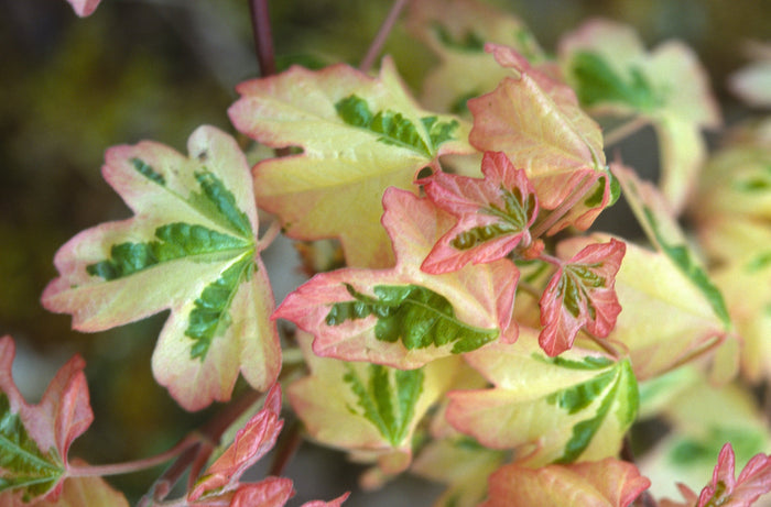 - Acer campestre 'Carnival' White Variegated Maple - Mr Maple │ Buy Japanese Maple Trees
