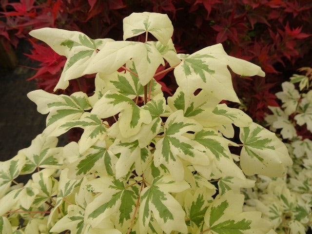 - Acer campestre 'Carnival' White Variegated Maple - Mr Maple │ Buy Japanese Maple Trees