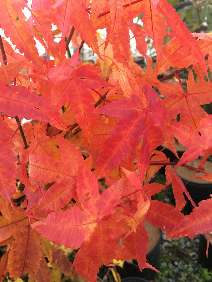 - Acer elegantulum Rare Elegant Chinese Maple Tree - Mr Maple │ Buy Japanese Maple Trees