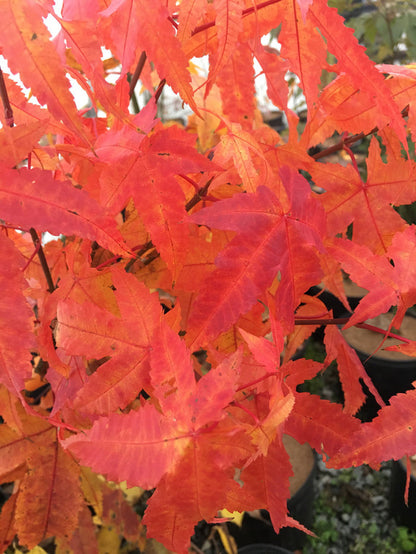 - Acer elegantulum Rare Elegant Chinese Maple Tree - Mr Maple │ Buy Japanese Maple Trees