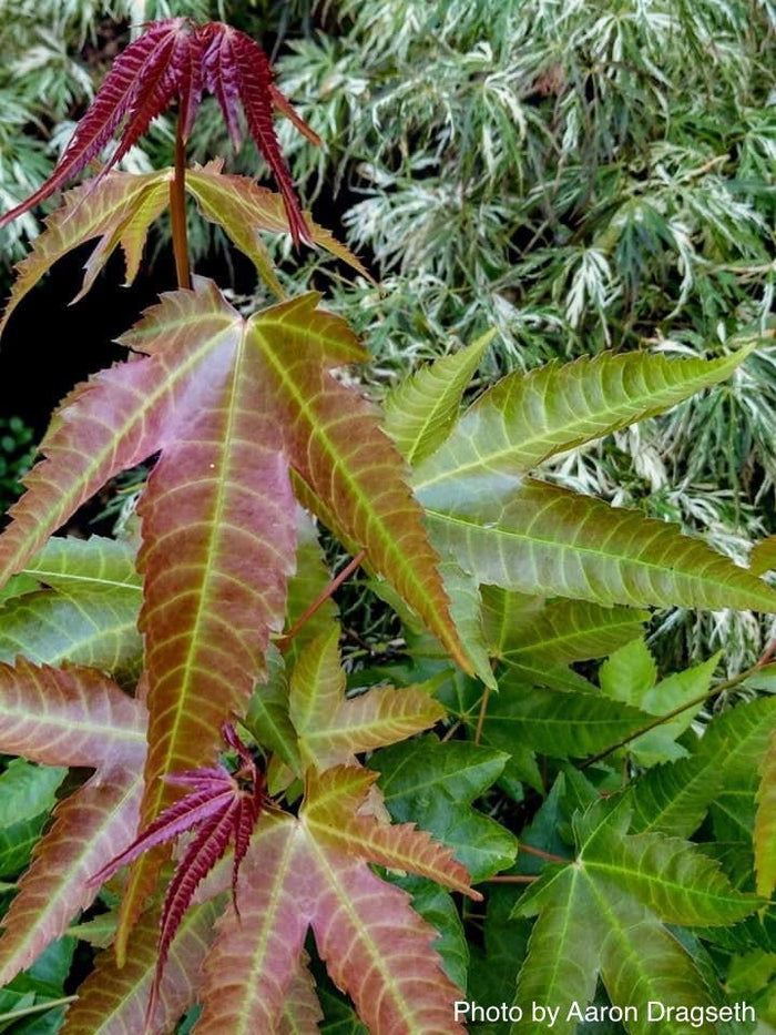 - Acer elegantulum Rare Elegant Chinese Maple Tree - Mr Maple │ Buy Japanese Maple Trees
