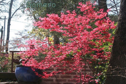- Acer palmatum 'Beni maiko' Japanese Maple - Mr Maple │ Buy Japanese Maple Trees