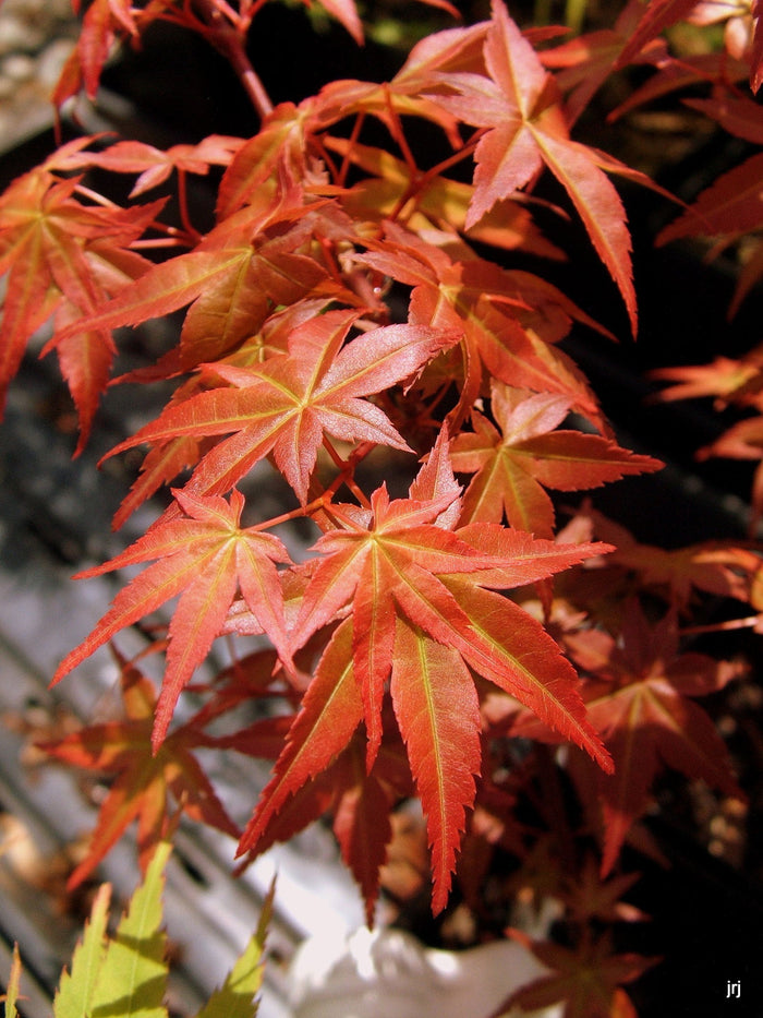 - Acer palmatum 'Beni maiko' Japanese Maple - Mr Maple │ Buy Japanese Maple Trees