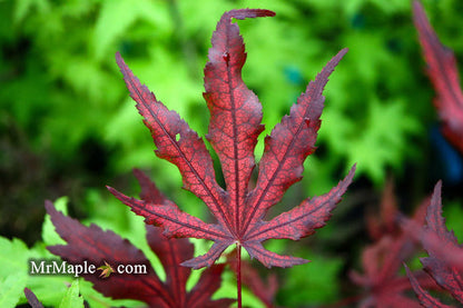 - Acer palmatum 'Black Hole' Japanese Maple - Mr Maple │ Buy Japanese Maple Trees