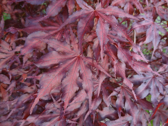 - Acer palmatum 'Black Hole' Japanese Maple - Mr Maple │ Buy Japanese Maple Trees