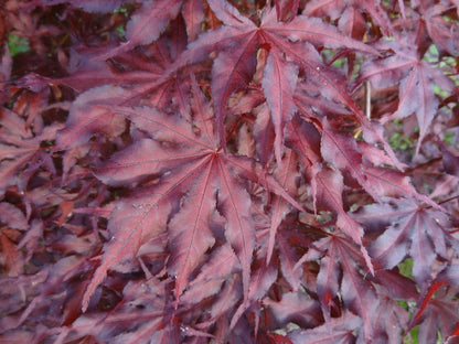 - Acer palmatum 'Black Hole' Japanese Maple - Mr Maple │ Buy Japanese Maple Trees