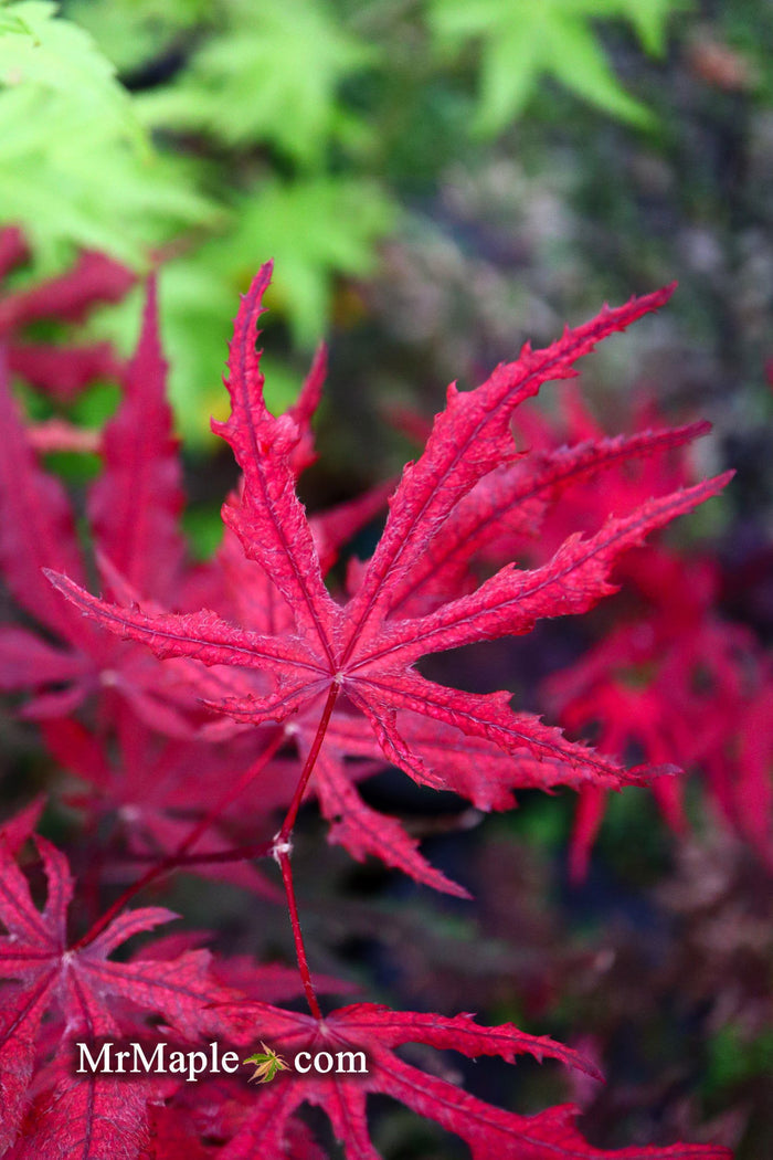- Acer palmatum 'Black Hole' Japanese Maple - Mr Maple │ Buy Japanese Maple Trees