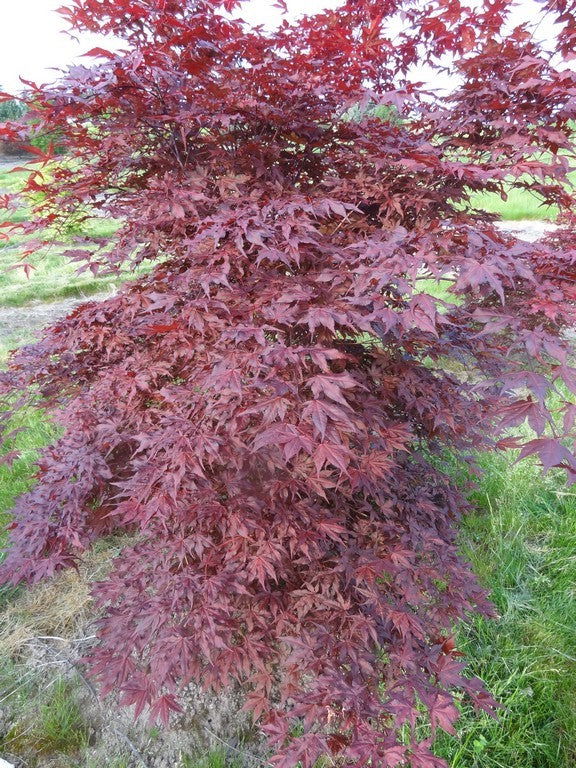 - Acer palmatum 'Black Hole' Japanese Maple - Mr Maple │ Buy Japanese Maple Trees