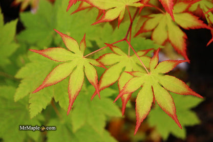 - Acer palmatum 'Diva' Japanese Maple - Mr Maple │ Buy Japanese Maple Trees