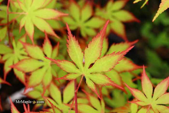 - Acer palmatum 'Diva' Japanese Maple - Mr Maple │ Buy Japanese Maple Trees