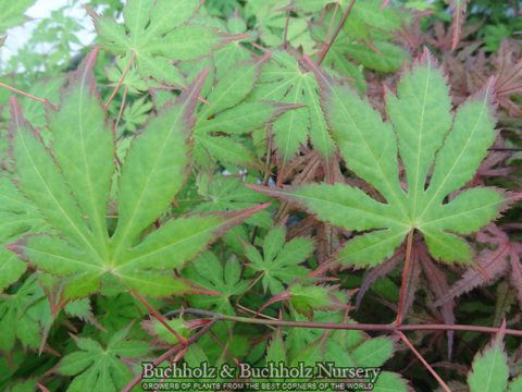 - Acer palmatum 'Diva' Japanese Maple - Mr Maple │ Buy Japanese Maple Trees