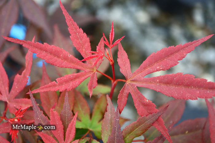 - Acer palmatum 'Englishtown' Dwarf Red Japanese Maple - Mr Maple │ Buy Japanese Maple Trees