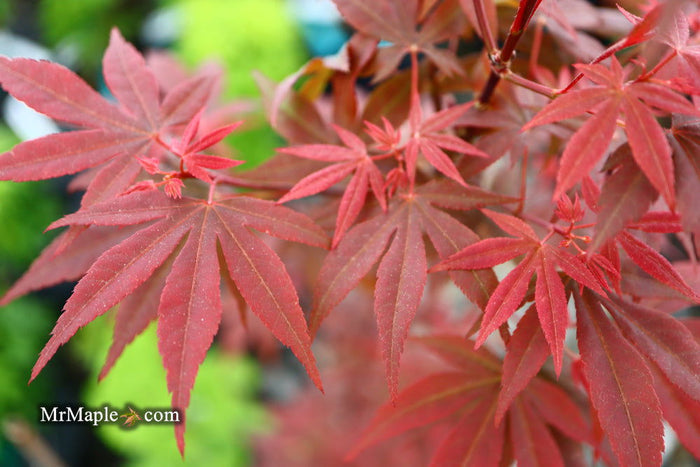 - Acer palmatum 'Englishtown' Dwarf Red Japanese Maple - Mr Maple │ Buy Japanese Maple Trees
