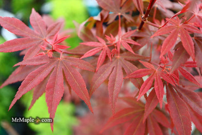 - Acer palmatum 'Englishtown' Dwarf Red Japanese Maple - Mr Maple │ Buy Japanese Maple Trees