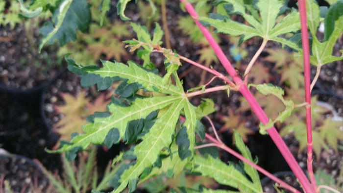 - Acer palmatum 'Milky Way' Agina Japanese Maple - Mr Maple │ Buy Japanese Maple Trees