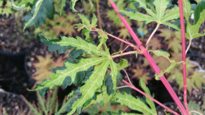 - Acer palmatum 'Milky Way' Agina Japanese Maple - Mr Maple │ Buy Japanese Maple Trees