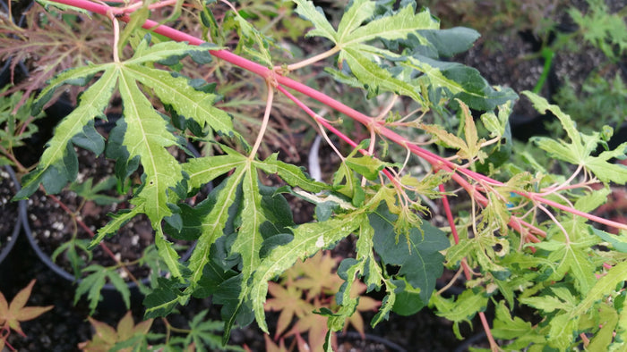 - Acer palmatum 'Milky Way' Agina Japanese Maple - Mr Maple │ Buy Japanese Maple Trees