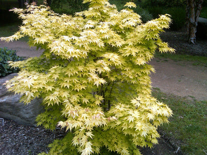 - Acer palmatum 'Orange Dream' Japanese Maple - Mr Maple │ Buy Japanese Maple Trees