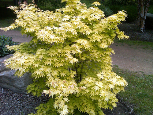 - Acer palmatum 'Orange Dream' Japanese Maple - Mr Maple │ Buy Japanese Maple Trees