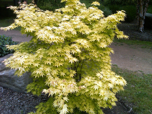 - Acer palmatum 'Orange Dream' Japanese Maple - Mr Maple │ Buy Japanese Maple Trees