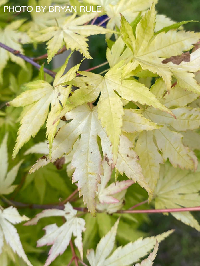 - Acer palmatum 'Orange Dream' Japanese Maple - Mr Maple │ Buy Japanese Maple Trees