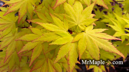 - Acer palmatum 'Orange Dream' Japanese Maple - Mr Maple │ Buy Japanese Maple Trees