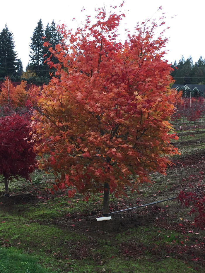 - Acer palmatum 'Orange Flame' Great Fall Color Japanese Maple - Mr Maple │ Buy Japanese Maple Trees