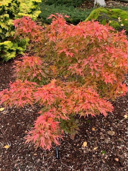 - Acer palmatum 'Ryugu' Dwarf Japanese Maple - Mr Maple │ Buy Japanese Maple Trees