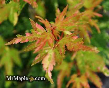 - Acer palmatum 'Ryugu' Dwarf Japanese Maple - Mr Maple │ Buy Japanese Maple Trees