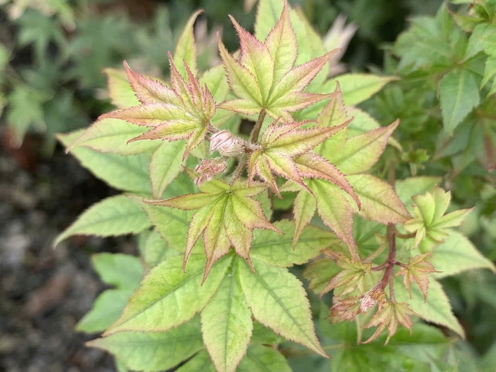 - Acer palmatum 'Tiny Stars' Japanese Maple - Mr Maple │ Buy Japanese Maple Trees