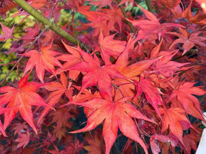 - Acer palmatum 'Tiny Stars' Japanese Maple - Mr Maple │ Buy Japanese Maple Trees