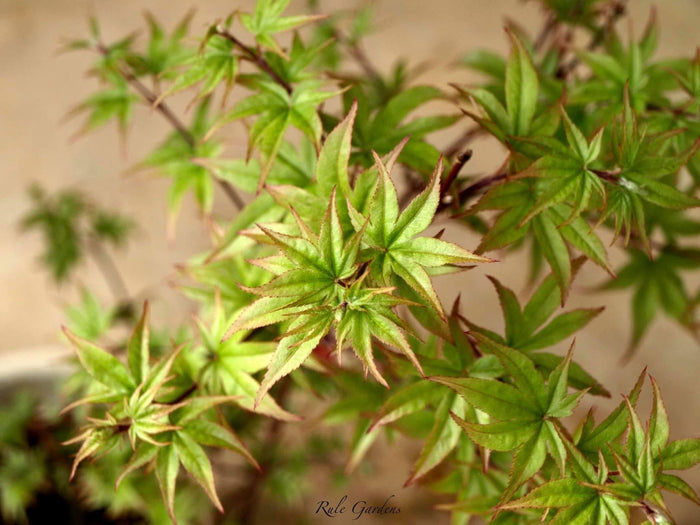 - Acer palmatum 'Tiny Stars' Japanese Maple - Mr Maple │ Buy Japanese Maple Trees