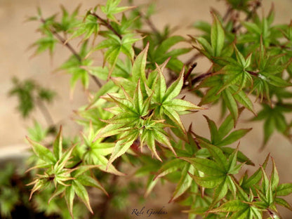 - Acer palmatum 'Tiny Stars' Japanese Maple - Mr Maple │ Buy Japanese Maple Trees