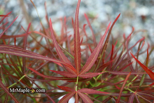 - Acer palmatum 'Villa Taranto' Japanese Maple - Mr Maple │ Buy Japanese Maple Trees