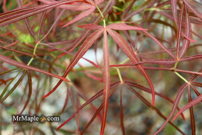 - Acer palmatum 'Villa Taranto' Japanese Maple - Mr Maple │ Buy Japanese Maple Trees
