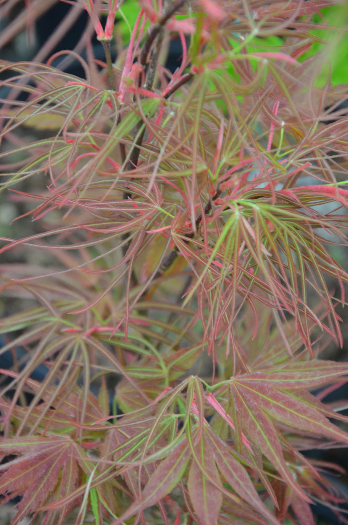 - Acer palmatum 'Villa Taranto' Japanese Maple - Mr Maple │ Buy Japanese Maple Trees