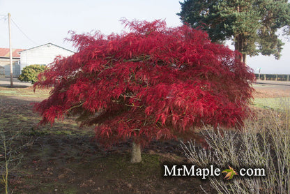 - Acer palmatum 'Watnong' Japanese Maple - Mr Maple │ Buy Japanese Maple Trees