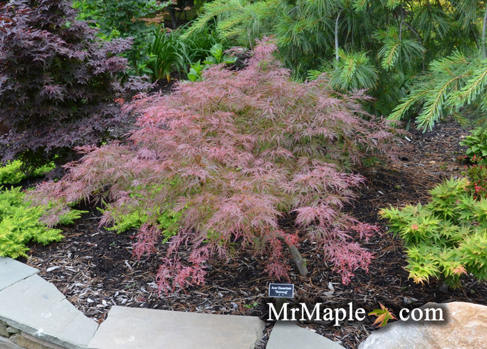 - Acer palmatum 'Watnong' Japanese Maple - Mr Maple │ Buy Japanese Maple Trees