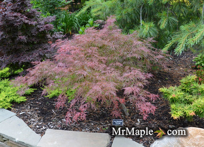 - Acer palmatum 'Watnong' Japanese Maple - Mr Maple │ Buy Japanese Maple Trees