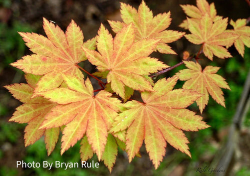 - Acer shirasawanum 'Blue Moon' Full Moon Japanese Maple - Mr Maple │ Buy Japanese Maple Trees