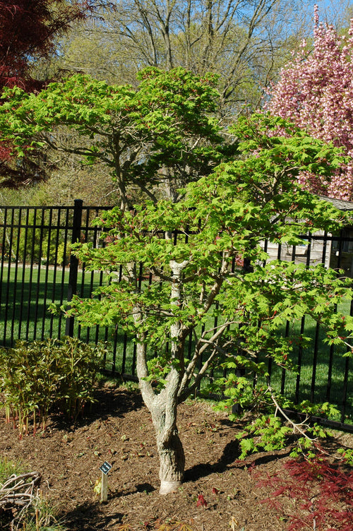 - Acer shirasawanum 'Junihitoe' Full Moon Japanese Maple - Mr Maple │ Buy Japanese Maple Trees